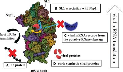 Possible Mechanism of SARS-CoV-2 Nsp1-Mediated Control of Viral Gene Expression